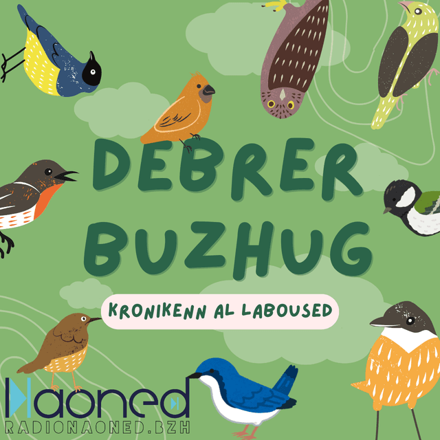 Debrer Buzhug