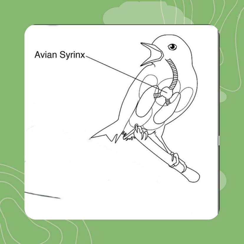 26- Organ ar c’han