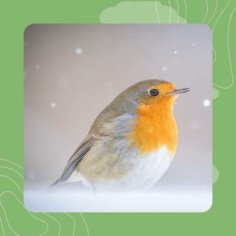 25- Boc'h-ruzig : pegoulz klevet mat anezhañ