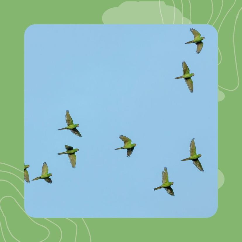 21- Sinfonienn al lapoused